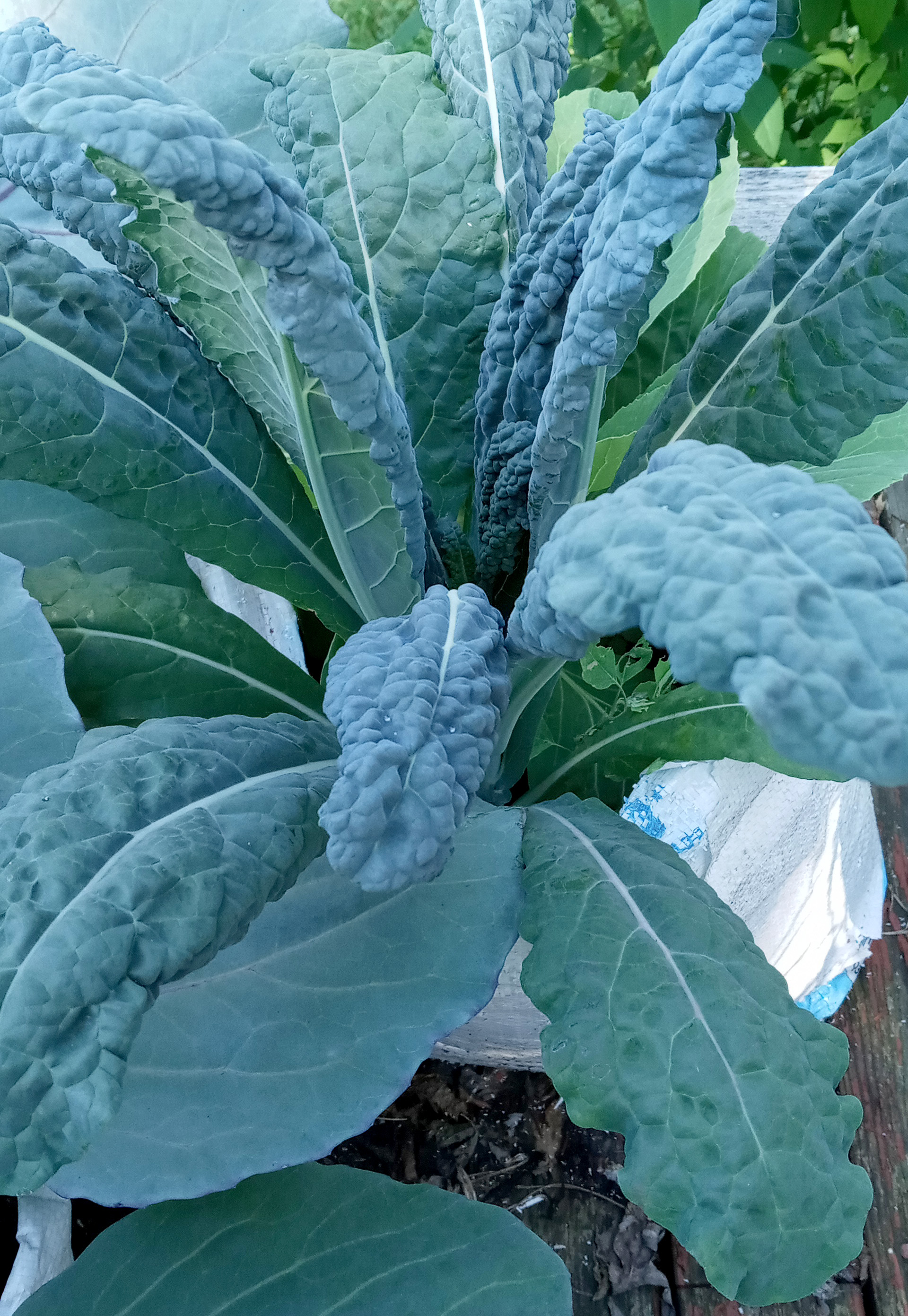 Kale growing out of a white bag.